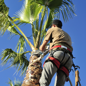 Tree Service 