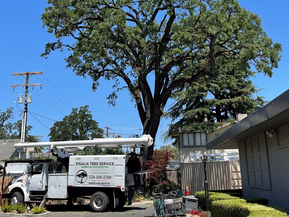 Tree Service 