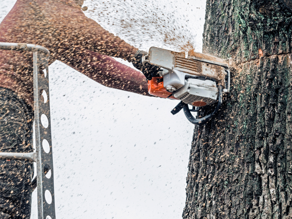 Emergency Tree Service 