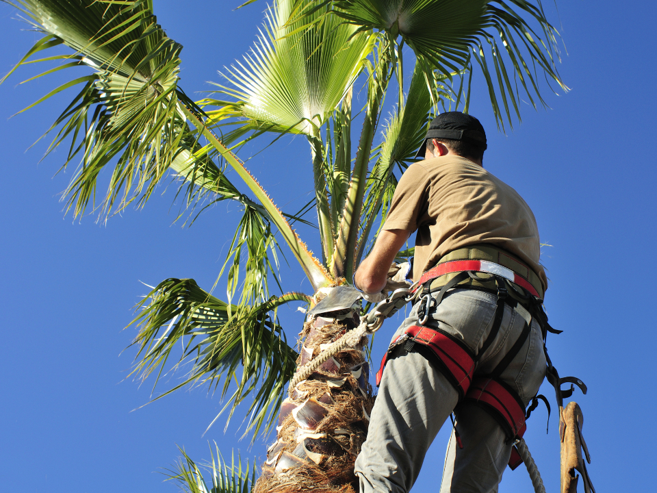 Palm Tree Trimming 
